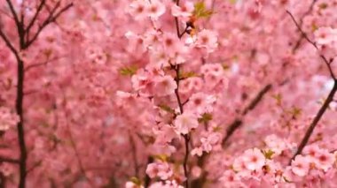 Pembe sacura ağaçlar çiçek açmış. Çiçek açan kiraz ağaçları.