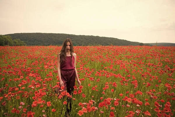 Papavero, Giorno della memoria, Giorno dell'Anzac . — Foto Stock