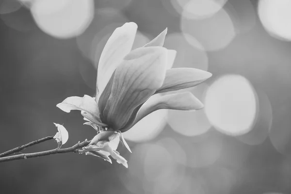 Flor de Magnolia flor púrpura sobre fondo natural bokeh . —  Fotos de Stock