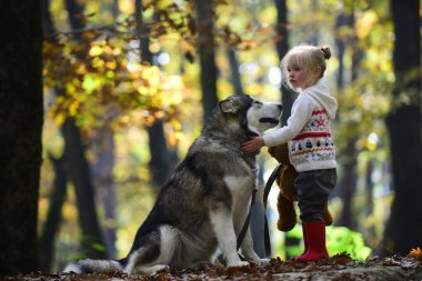Etkinlik ve aktif dinlenme. Kırmızı başlıklı kız masal ormanda kurt ile. Çocukluk, oyun ve eğlence. Husky ile Çocuk oyun ve oyuncak ayı taze hava açık. Sonbahar ormanda köpek ile küçük kız.