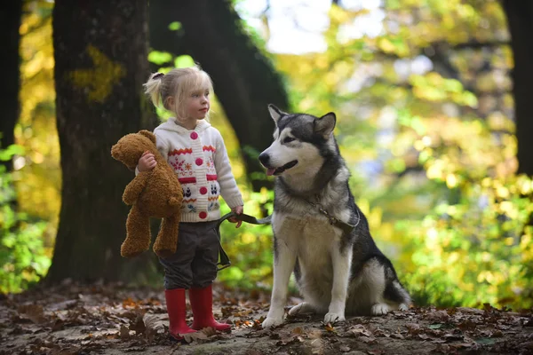 Kid play with dog in autumn forest. Kid with malamute and teddy bear on fresh air outdoor.