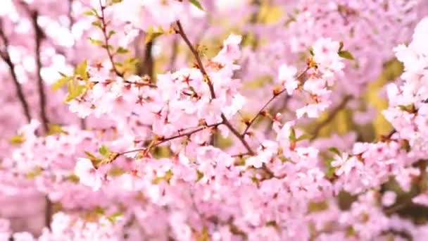 Kvetoucí stromy růžové sacura. Kvetoucí třešní — Stock video