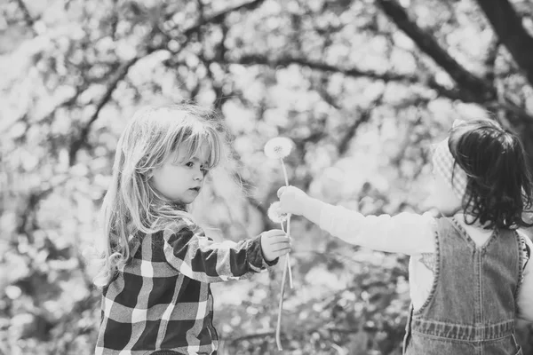 Niños jugando - juego feliz. Niño dar flor de diente de león para niña —  Fotos de Stock