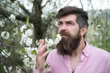 Çiçekli ağaçlar kokusu pembe tişörtlü adam. Bahar koku, doğa kavramı ile birlik zevk çiçekçi. Çiçek Bahçe gökyüzünde bakarak mavi gözlü adam yan görünüm sakallı.