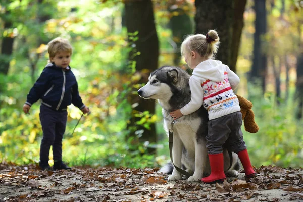 Niños Entrenando Perro Bosque Otoño Niña Niños Amigos Juegan Con —  Fotos de Stock