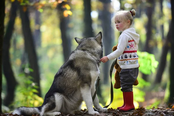 Red Riding Hood Met Wolf Bos Sprookje Meisje Met Hond — Stockfoto