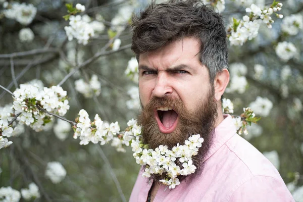 长胡子的男性面孔在盛开的樱桃树附近 在胡子的樱桃开花时髦 胡子和胡子的人在尖叫的脸附近招标白色的花朵 春天心情概念 — 图库照片