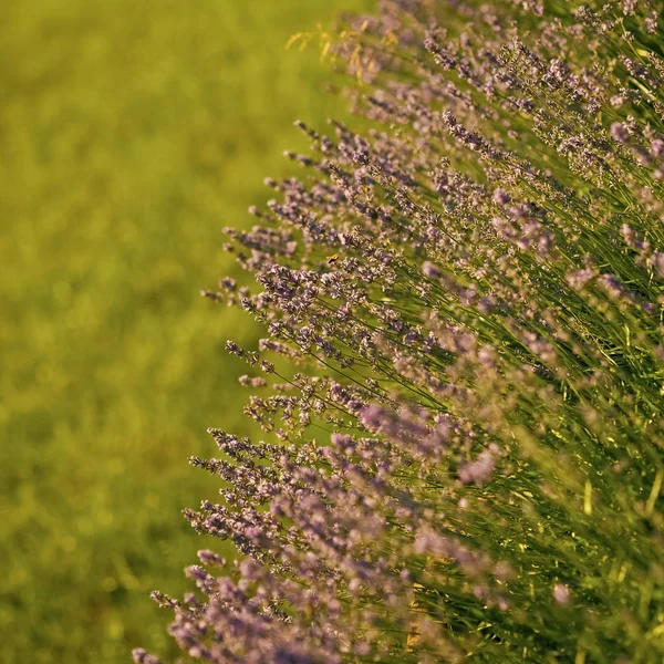 Bloom, flowering, aroma concept — Stock Photo, Image