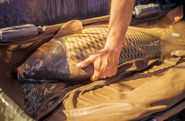 Elini tutmak canlı sazan ıslak sepet sedye