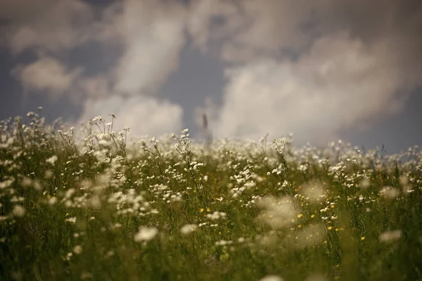 Campo di camomilla primaverile, trattamento alle erbe naturale. Vacanze estive, natura Camomilla fiore, natura e ambiente — Foto Stock