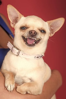 Evde beslenen hayvan, arkadaş, arkadaş, arkadaşlık