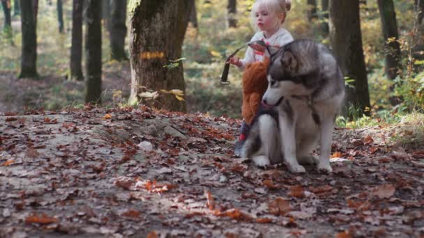 Dívka a pes. Krásná žena, hrát se svým psem. Dítě a pes. Dívka si hraje se psem v lese. Holčička s husky v lese. Dívka si hraje s její husky v parku. — Stock video