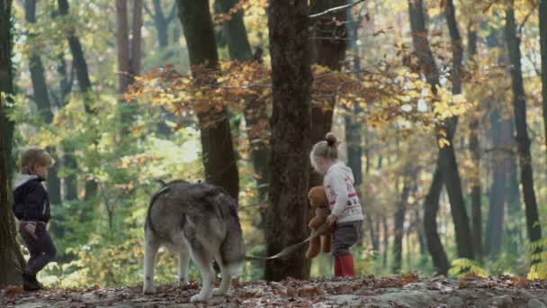 Dívka a pes. Krásná žena, hrát se svým psem. Dítě a pes. Dívka si hraje se psem v lese. Holčička s husky v lese. Dívka si hraje s její husky v parku. — Stock video