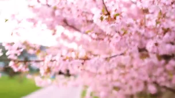 Árvores sacura rosa florescendo. Cerejeiras florescendo — Vídeo de Stock