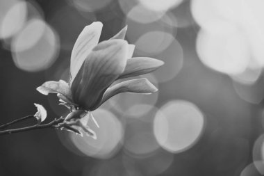 Bayındır, başarı, gençlik