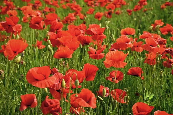 Intossicazione da droga e amore, oppio, medicinali. Estate e primavera, paesaggio, semi di papavero Giorno della memoria Anzac Giorno serenità Oppio papavero, pianta botanica, ecologia — Foto Stock