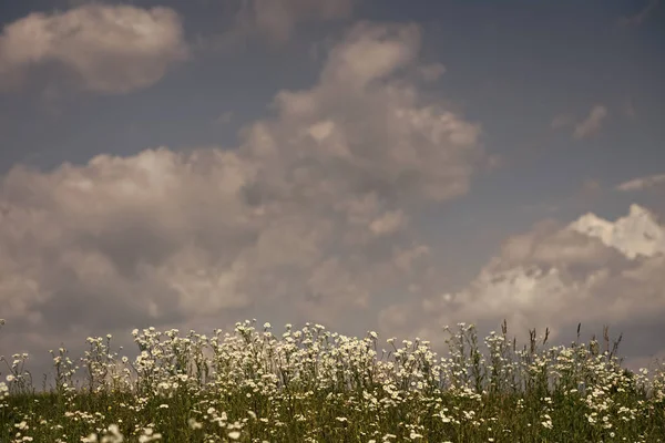 Camomilla campo fiori ampio sfondo in luce del sole — Foto Stock
