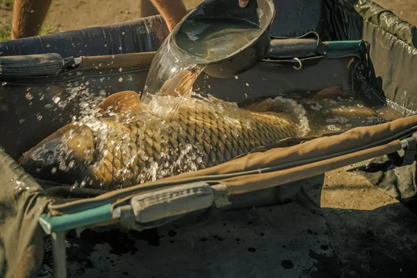 Kupa, başarı, başarı büyük balık suda kaseden, yakalama döktü — Stok fotoğraf