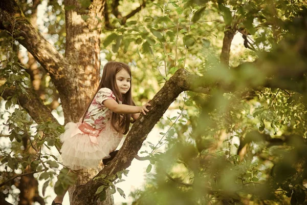 Dítě dětství děti štěstí koncept. Malá hezká dívka horolezecké strom — Stock fotografie