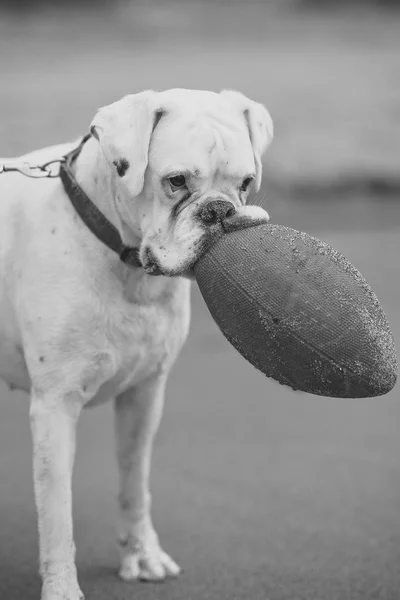 Rottweiler branco com bola vermelha — Fotografia de Stock