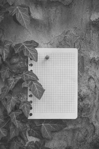 Лист паперу, прикріплений до дерева — стокове фото