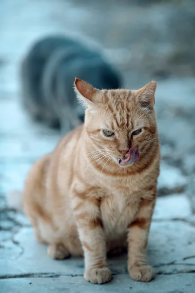 Ginger cat lick with tongue. Cute kitten sit outdoor. Domestic cat outdoor. Pet and animal. Pet shop or veterinary.
