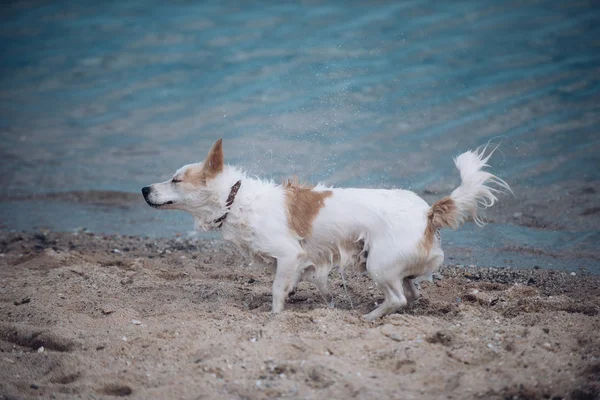 Köpek Deniz Plajında Köpek Sallamak Kum Dışarı Islak Saç Ile — Stok fotoğraf