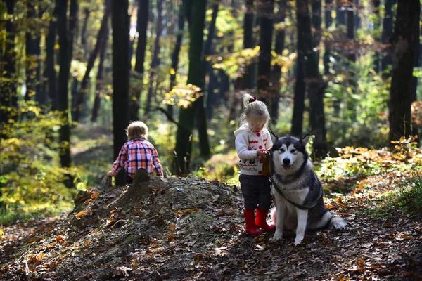 悲しい少女と秋の森で大きな犬と少年 — ストック写真