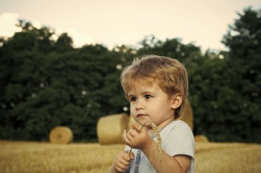 Çocuklar oynarken - mutlu oyun. Küçük çocukla spikelet, saman balya, yaz