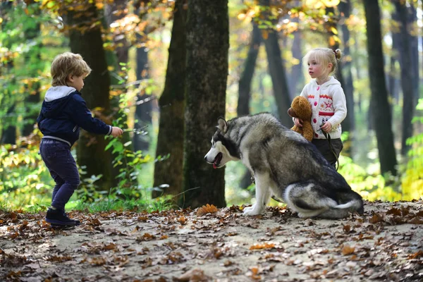 Pequena Menina Menino Amigos Brincar Com Husky Animal Estimação Floresta — Fotografia de Stock
