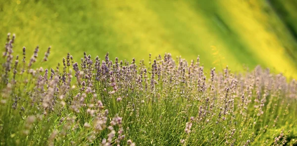 Floraison de lavande sur un champ ensoleillé — Photo