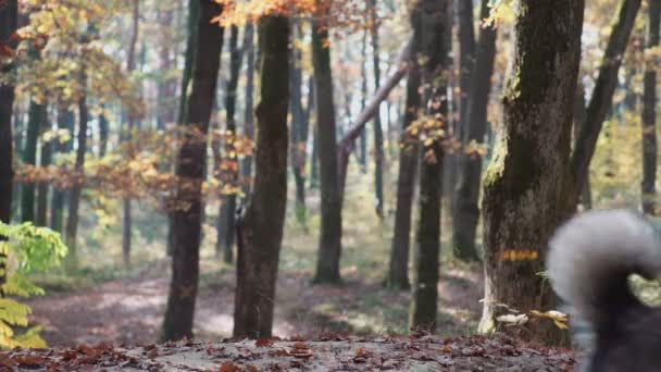 Dziewczyna i pies. Piękna kobieta, grając z psem. Dziecko i pies. Dziewczyna bawi się pies w lesie. Dziewczynka z husky w lesie. Dziewczyna gra z jej husky w parku. — Wideo stockowe