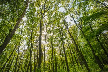 Uzun boylu ağaçlar yeşil yaprakları, alt görünümü ile. Woodland güneşli. Yaz orman manzara. Doğa bahar ya da yaz. Yolculuk tutkusu ve tatil