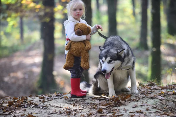 Δραστηριότητα και ενεργό υπόλοιπο. Παιδί παιχνίδι με χάσκι και αρκουδάκι στην εξωτερική φρέσκο αέρα. Κοριτσάκι με το σκύλο σε Φθινοπωρινό δάσος. Η Κοκκινοσκουφίτσα με λύκος στο παραμύθι δάσος. Παιδική ηλικία, παιχνίδι και διασκέδαση — Φωτογραφία Αρχείου