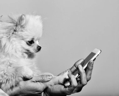 Pomeranian köpek kadın elinde Smartphone kullanarak