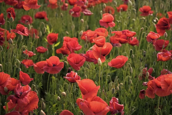 Estate e primavera, paesaggio, semi di papavero . — Foto Stock