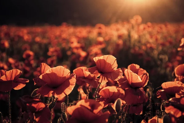 Цветы Красные маки цветут на диком поле. — стоковое фото