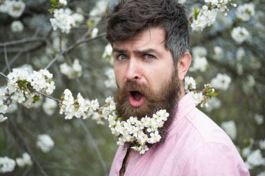 Sakallı adam çiçek açan bahçede güneşli gün zevk heyecan. Doğal zemin üzerine sakal hassas beyaz çiçeklerle şaşırmış yakışıklı adam. Açık havada, bahar zaman kavram yürümeye hipster