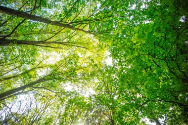 Yaz orman, alt görünümü. Uzun boylu ağaçlar yeşil yaprakları ile. Woodland güneşli. . Bahar ya da yaz doğa manzara. Yolculuk tutkusu ve tatil