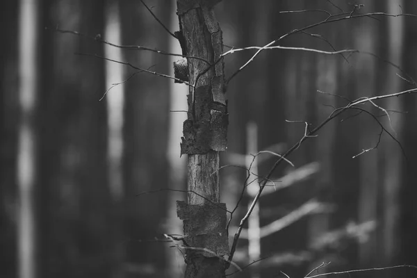 Fák, levelek, a nap megvilágított erdei nélkül. Jellegű fogalom. Régi, száraz fák őszi erdőben, napsütésben, defocused. — Stock Fotó