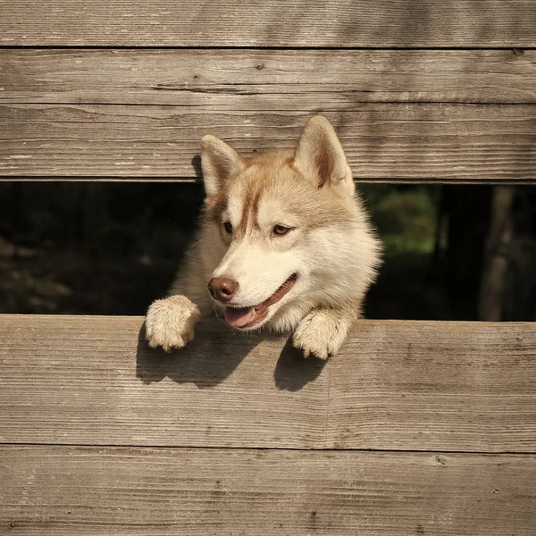 Husky ou lobo em fundo de madeira, espaço de cópia. Ano do cão, celebração de férias. Zoológico, abrigo, fazenda ou cativeiro. Animais de estimação e animais, husky siberiano — Fotografia de Stock