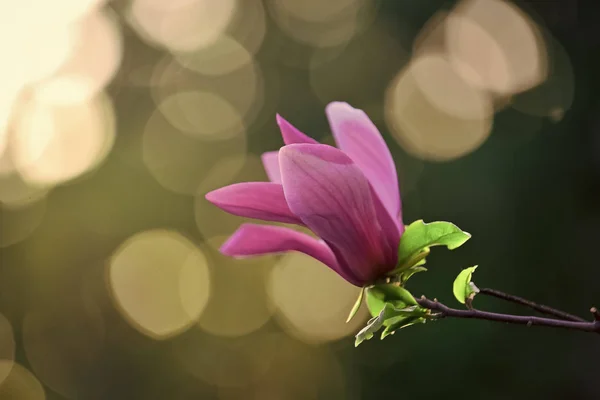 Primavera, naturaleza, belleza. Nobleza, perseverancia, concepto de dignidad —  Fotos de Stock