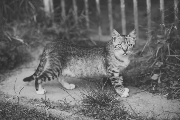 Yola yürüyüşte gri kürk ile kedi — Stok fotoğraf