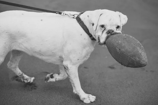 Drogato un cane. Bellissimo cane con palla rossa — Foto Stock