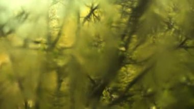 Yağmur damlası penceresinde. cam üzerine yağmur. Damla penceresinde