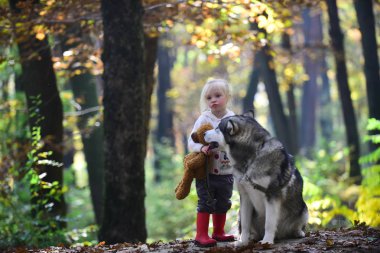 Kırmızı başlıklı kız masal ormanda kurt ile. Husky ile Çocuk oyun ve oyuncak ayı taze hava açık. Sonbahar ormanda köpek ile küçük kız. Çocukluk, oyun ve eğlence. Etkinlik ve aktif dinlenme