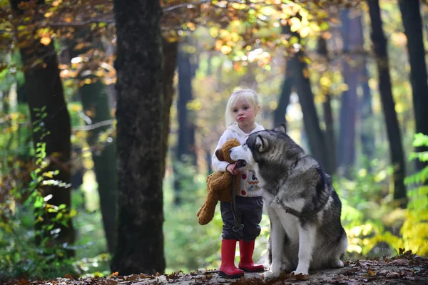 Capuz de equitação vermelho com lobo em bosques de conto de fadas. Criança brincar com husky e ursinho de pelúcia no ar fresco ao ar livre. Menina com cão na floresta de outono. Infância, jogo e diversão. Actividade e repouso activo — Fotografia de Stock