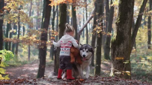 少女と犬。美しい女性は彼女の犬と遊ぶ。子供と犬。森の中の犬と遊ぶ少女。少女と森のハスキー。女の子が公園で彼女のハスキーで遊んで. — ストック動画