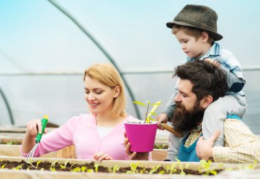Sera Hydroponic sistemi. Yeşil ev yapı fabrika, imal ve inşa. Glasshouse Restoran, Glasshouse Megastore. Mutlu aile Bahçe seralar içinde. Bahçe sera kitleri. Satılık