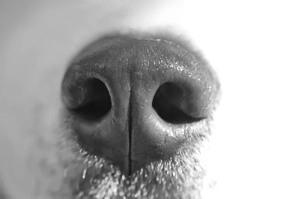 Funny dogs nose — Stock Photo, Image